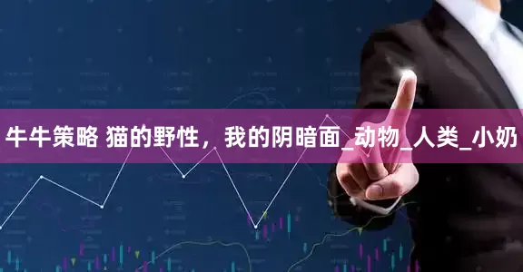 牛牛策略 猫的野性，我的阴暗面_动物_人类_小奶